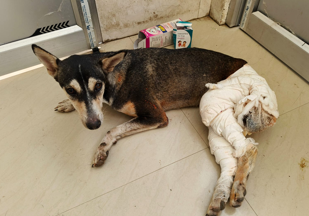 Help SEVA Save Their Shelter — A Lifeline for Rescued Animals